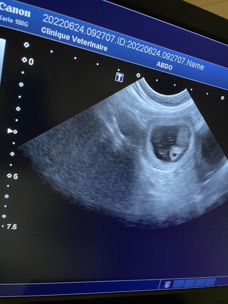 Gestation confirmée 
