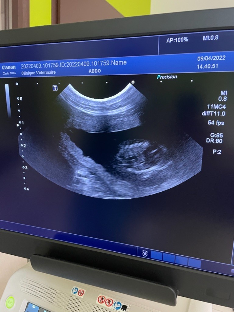 Gestation confirmée :) <3
