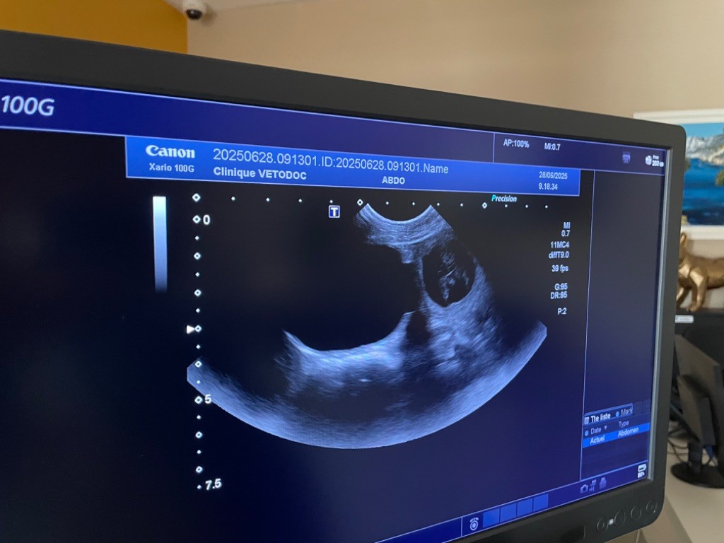 Gestation confirmée pour Satori