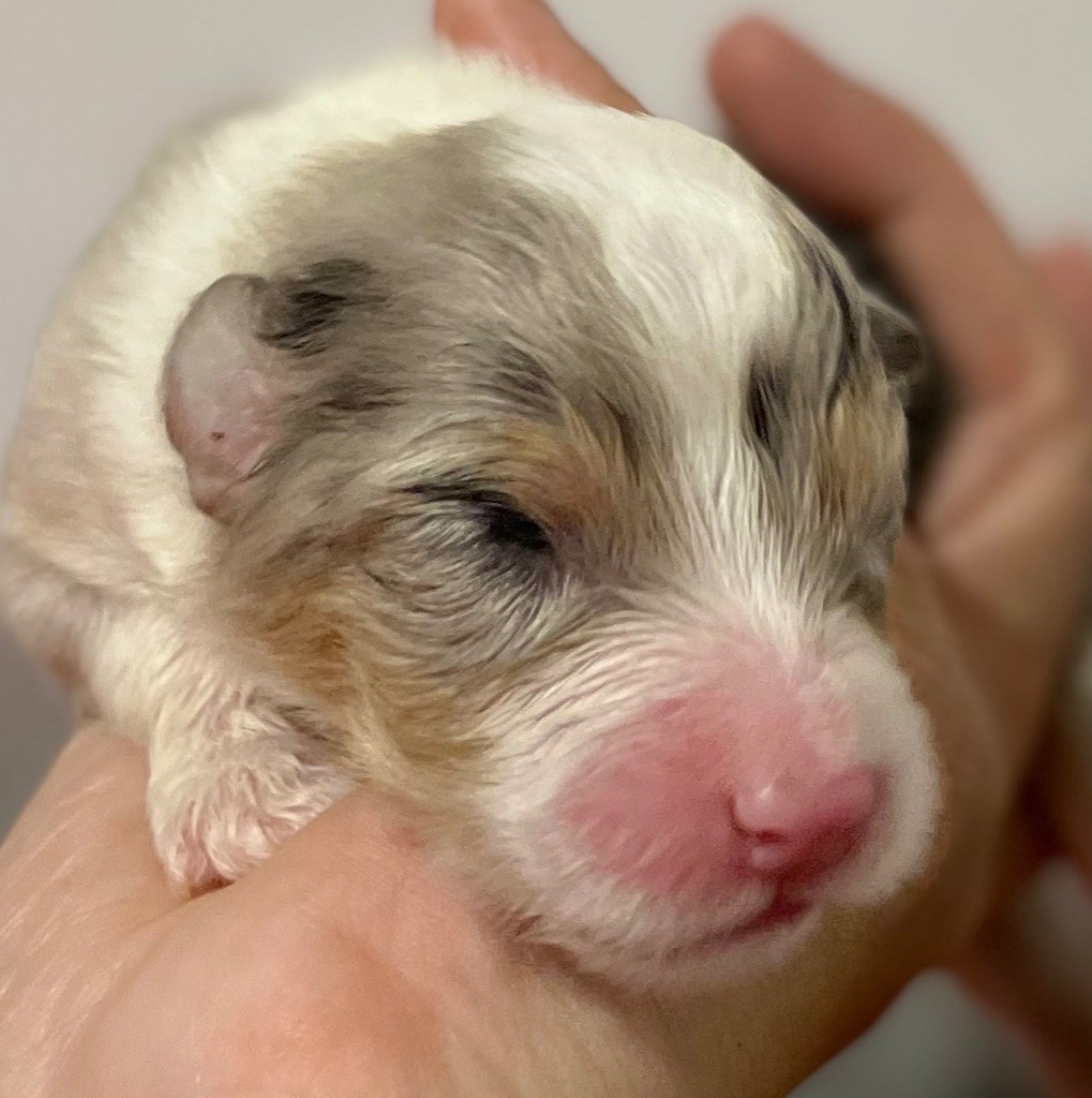 des Elfes du Dolmen - Chiots disponibles - Berger Australien