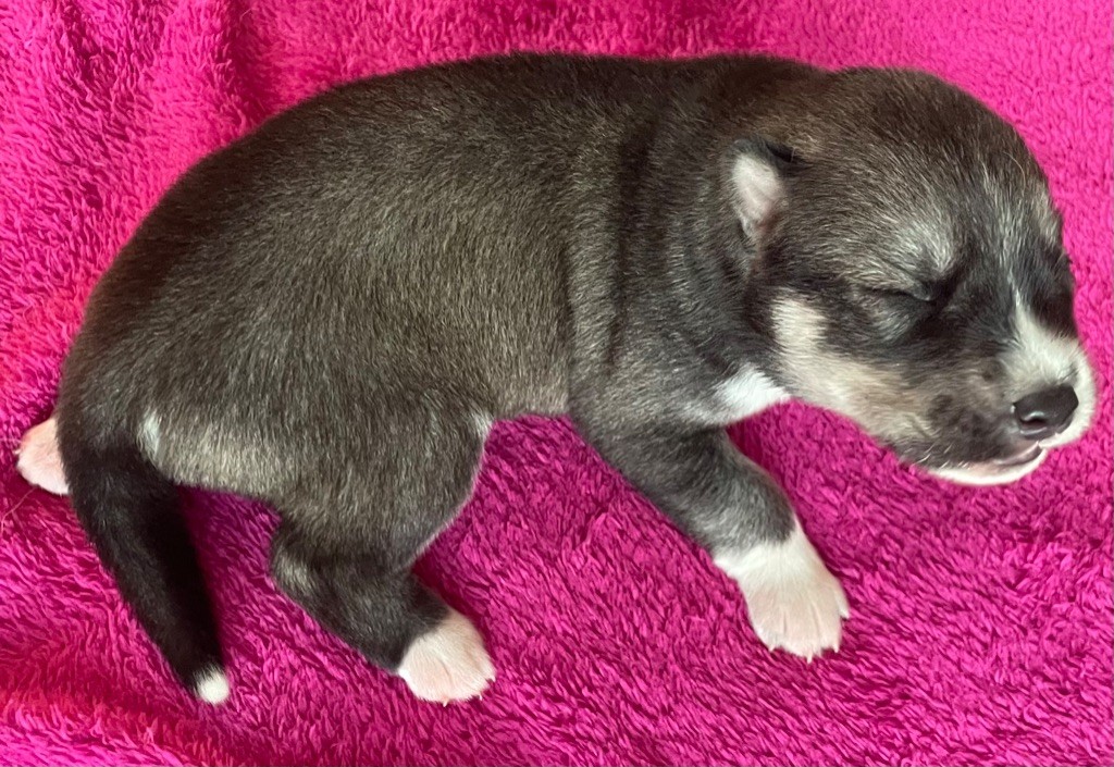 des Elfes du Dolmen - Chiots disponibles - Siberian Husky