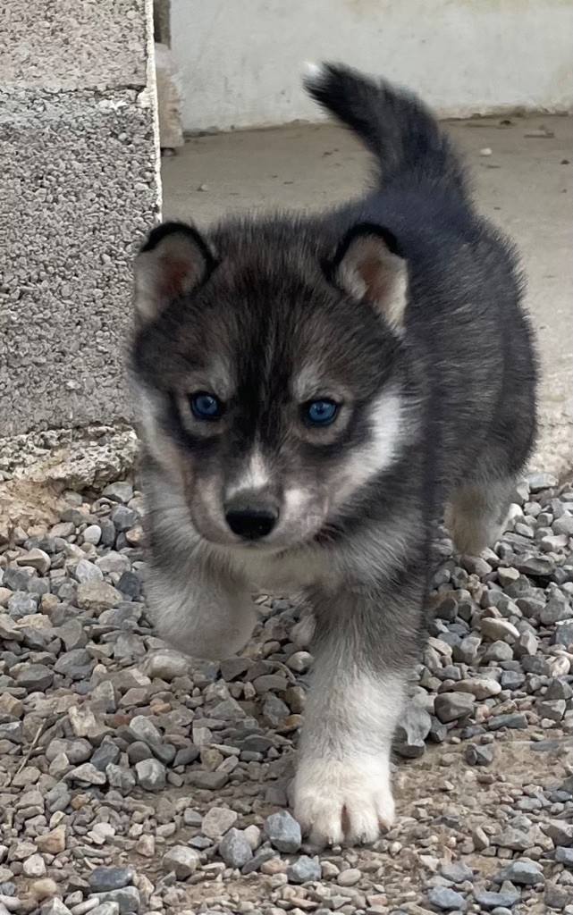 des Elfes du Dolmen - Chiots disponibles - Siberian Husky
