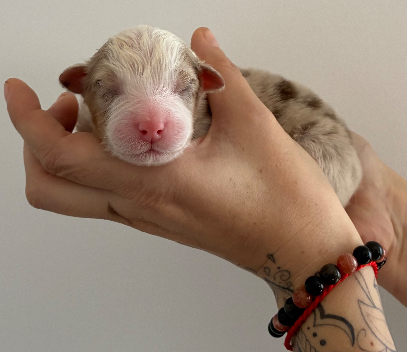 des Elfes du Dolmen - Chiots disponibles - Berger Australien