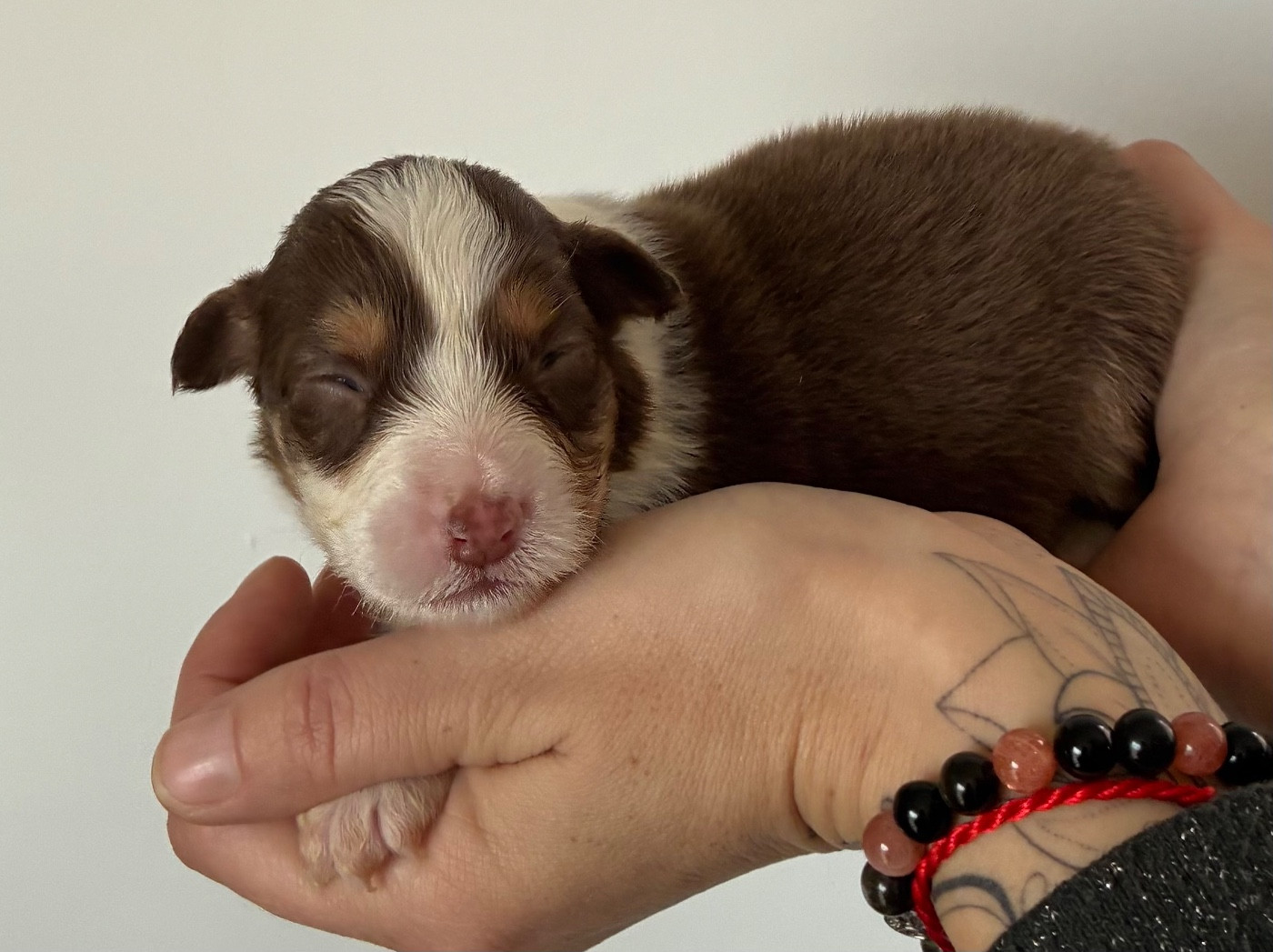 des Elfes du Dolmen - Chiots disponibles - Berger Australien