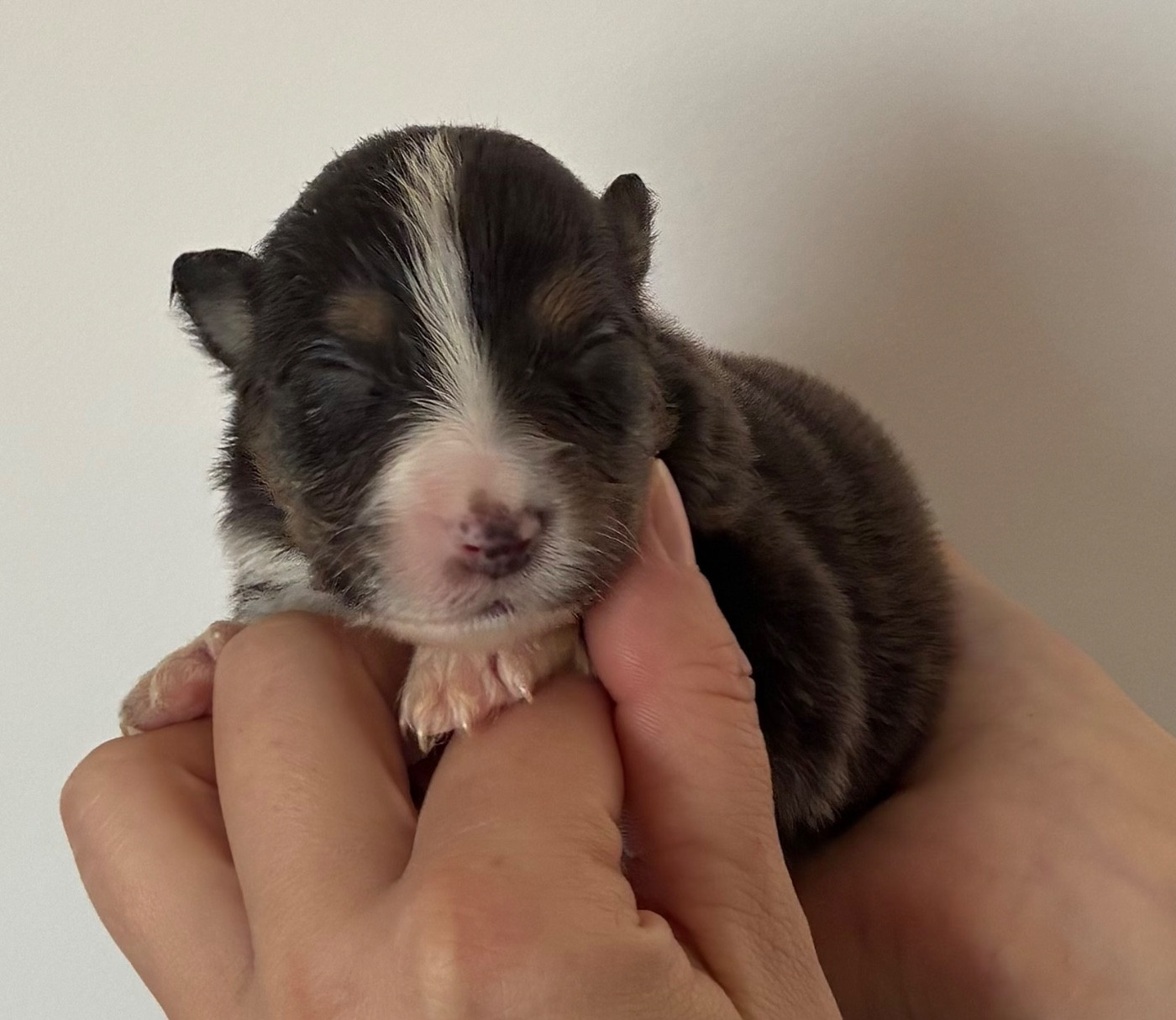 des Elfes du Dolmen - Chiots disponibles - Berger Australien