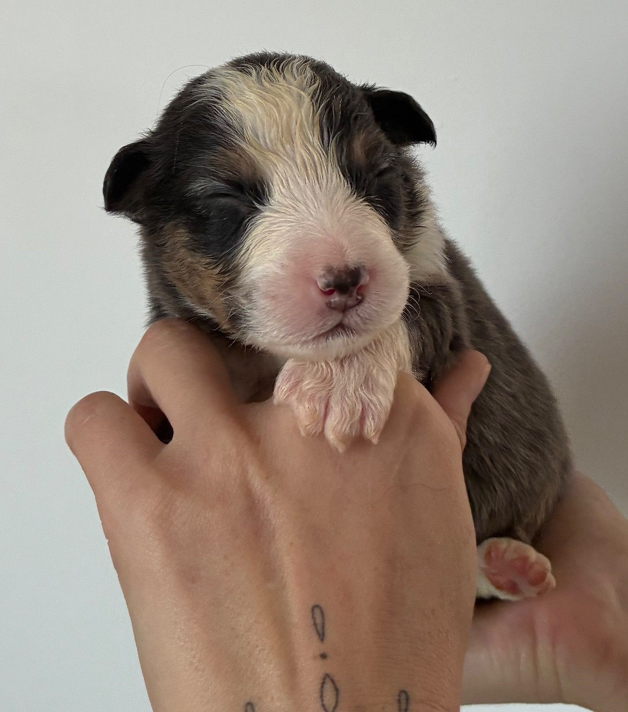 des Elfes du Dolmen - Chiots disponibles - Berger Australien