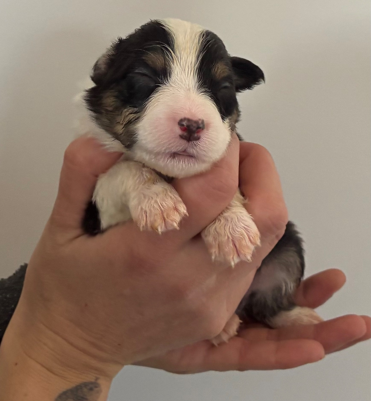 des Elfes du Dolmen - Chiots disponibles - Berger Australien
