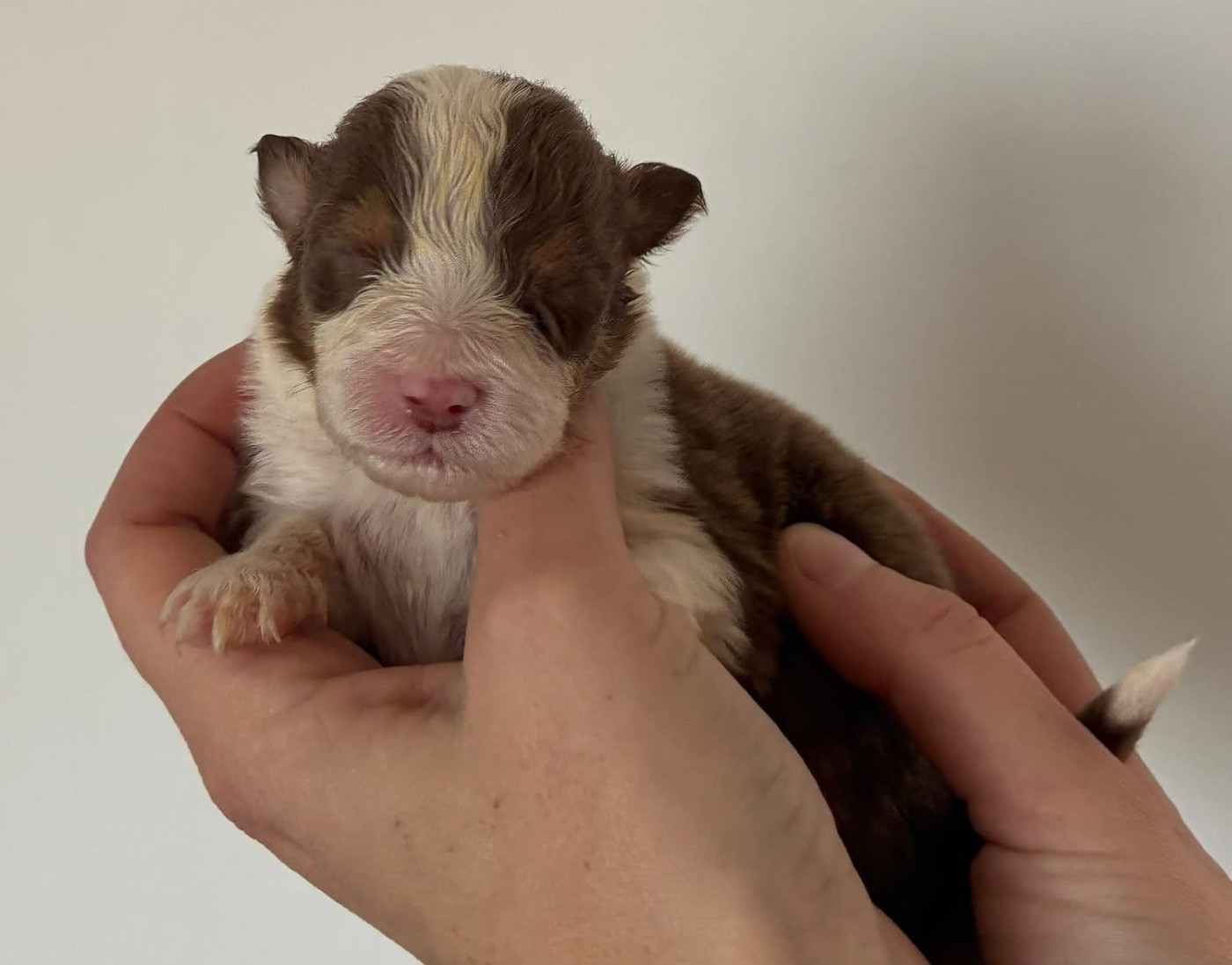 des Elfes du Dolmen - Chiots disponibles - Berger Australien