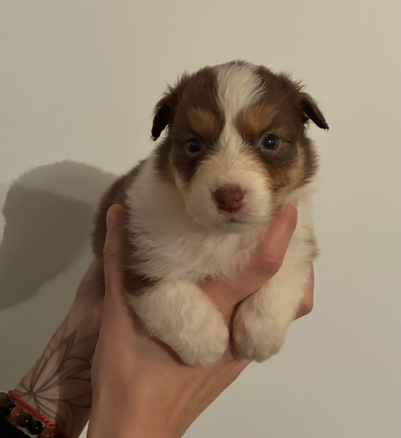 des Elfes du Dolmen - Chiots disponibles - Berger Australien