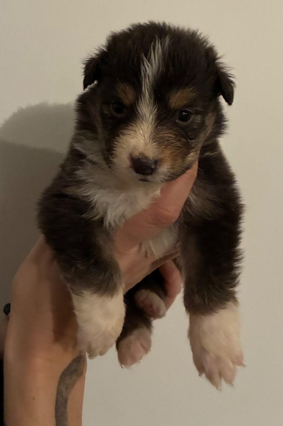 des Elfes du Dolmen - Chiots disponibles - Berger Australien