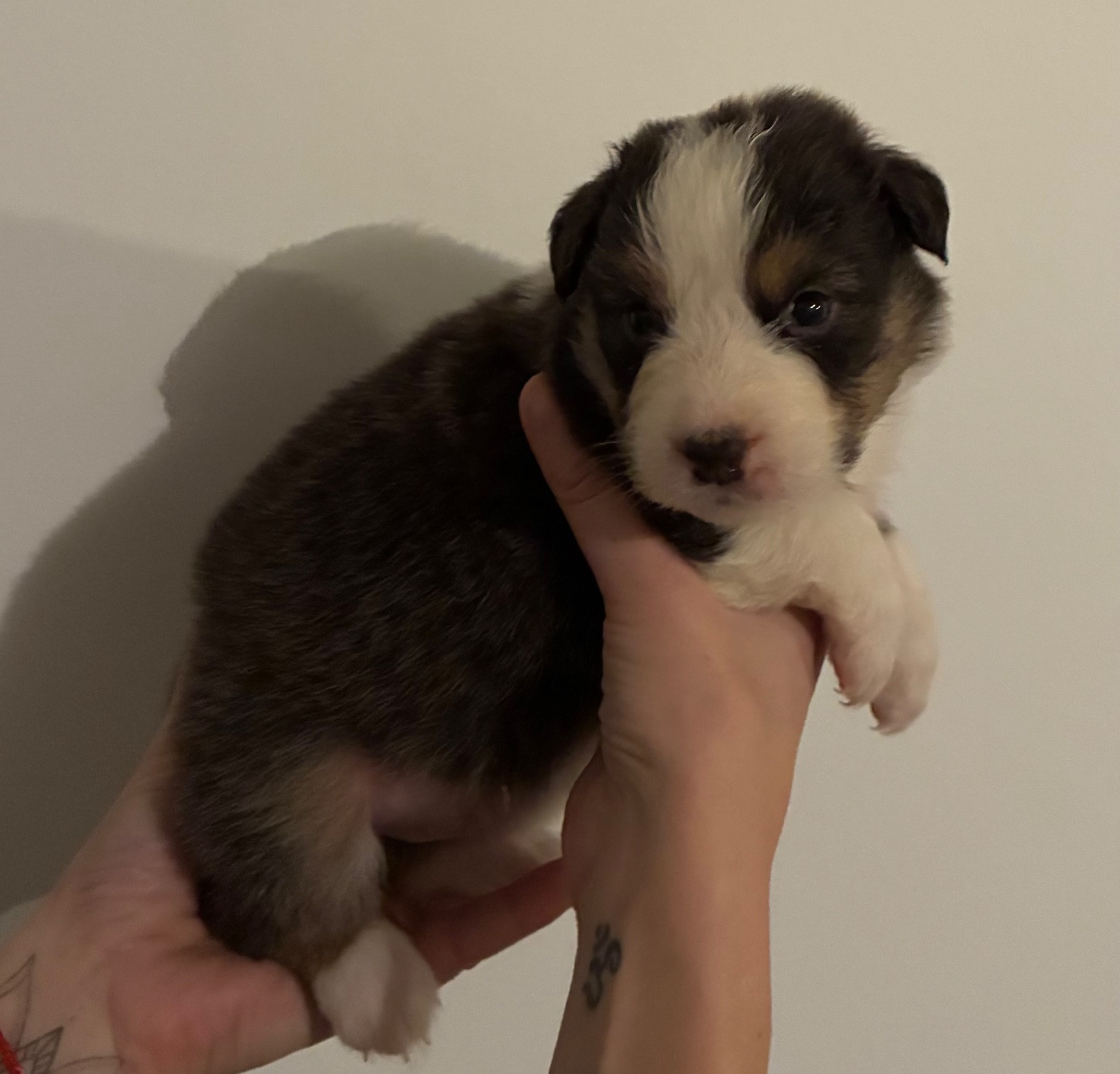 des Elfes du Dolmen - Chiots disponibles - Berger Australien