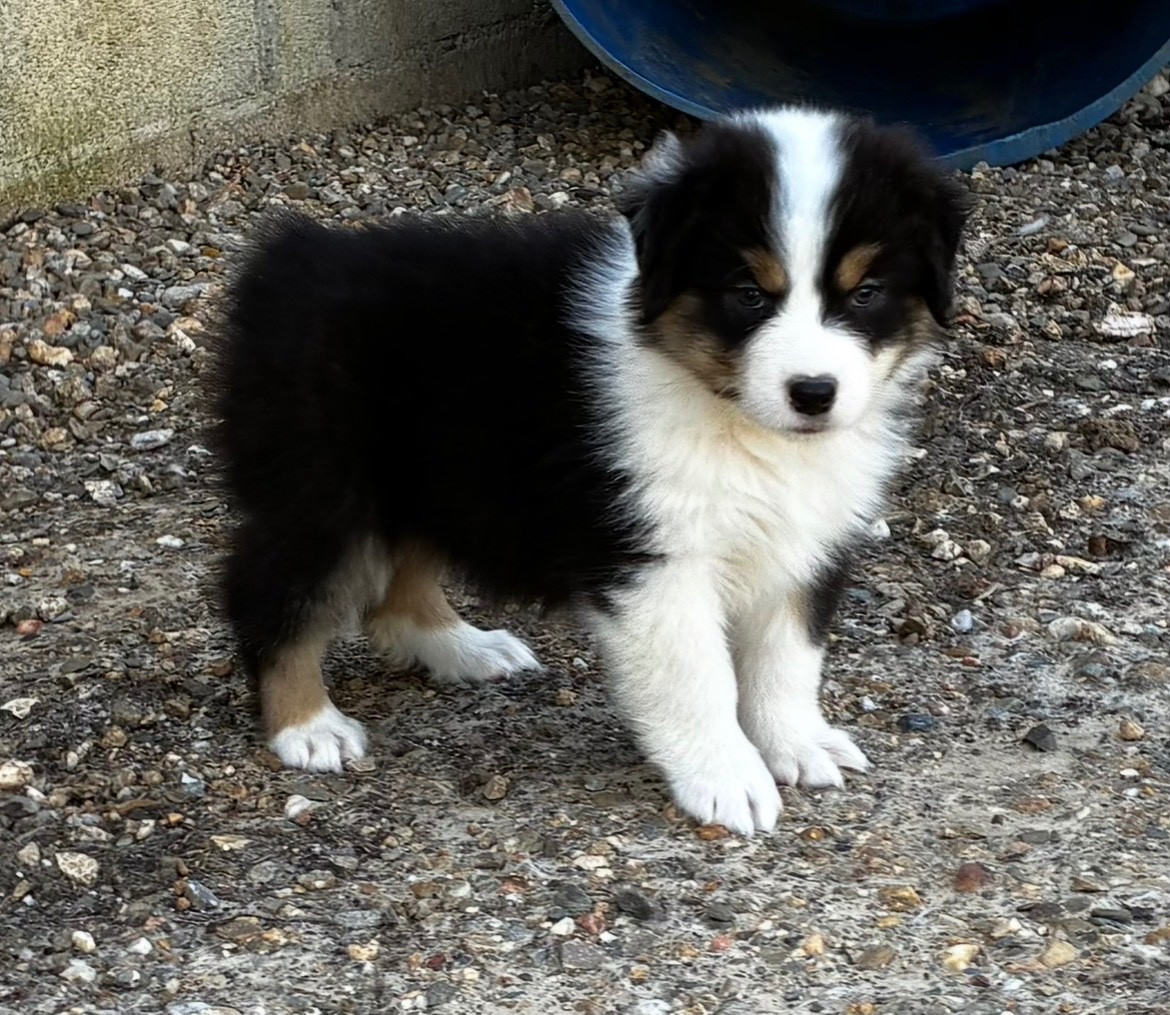 des Elfes du Dolmen - Chiots disponibles - Berger Australien