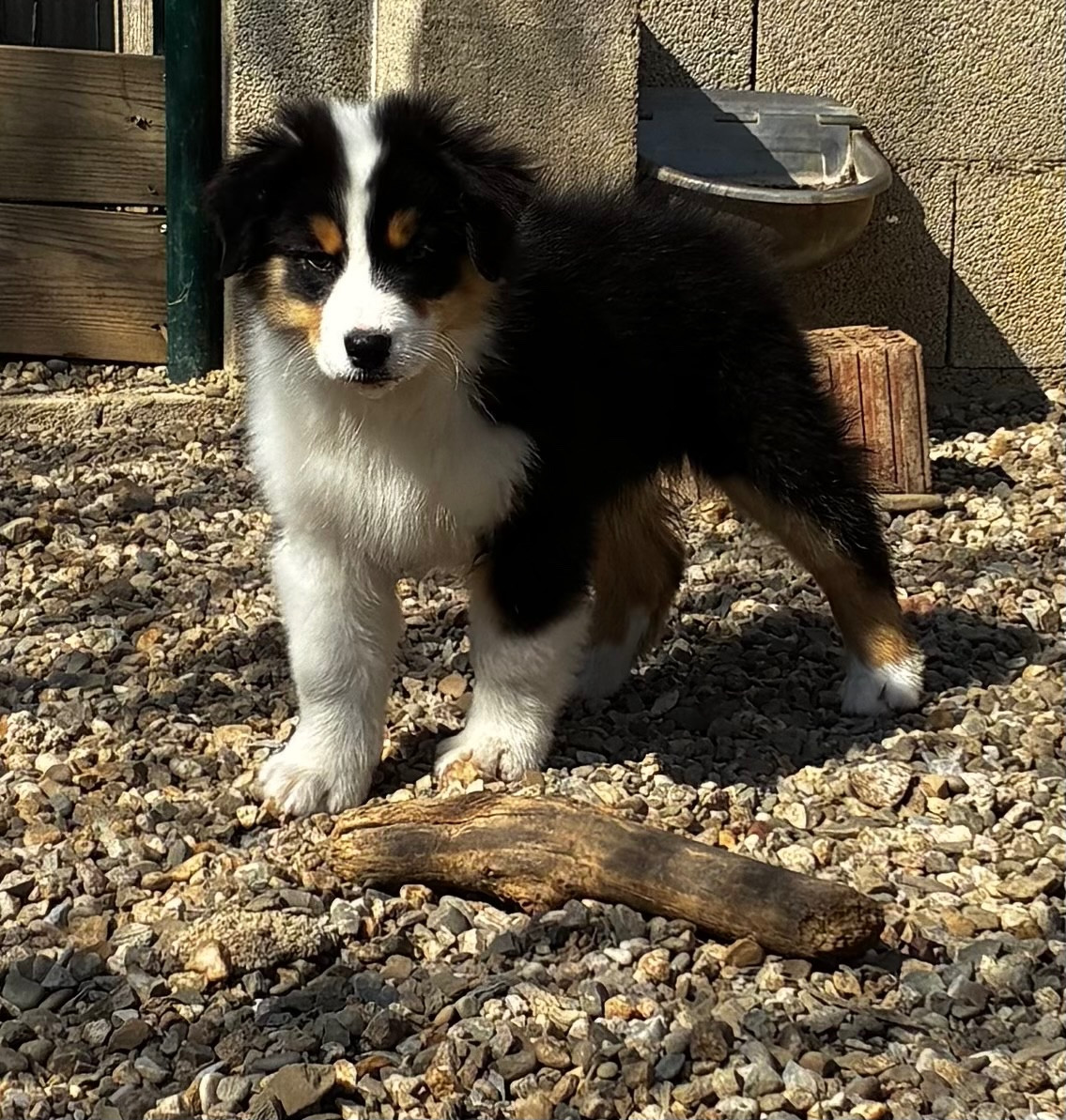des Elfes du Dolmen - Chiots disponibles - Berger Australien
