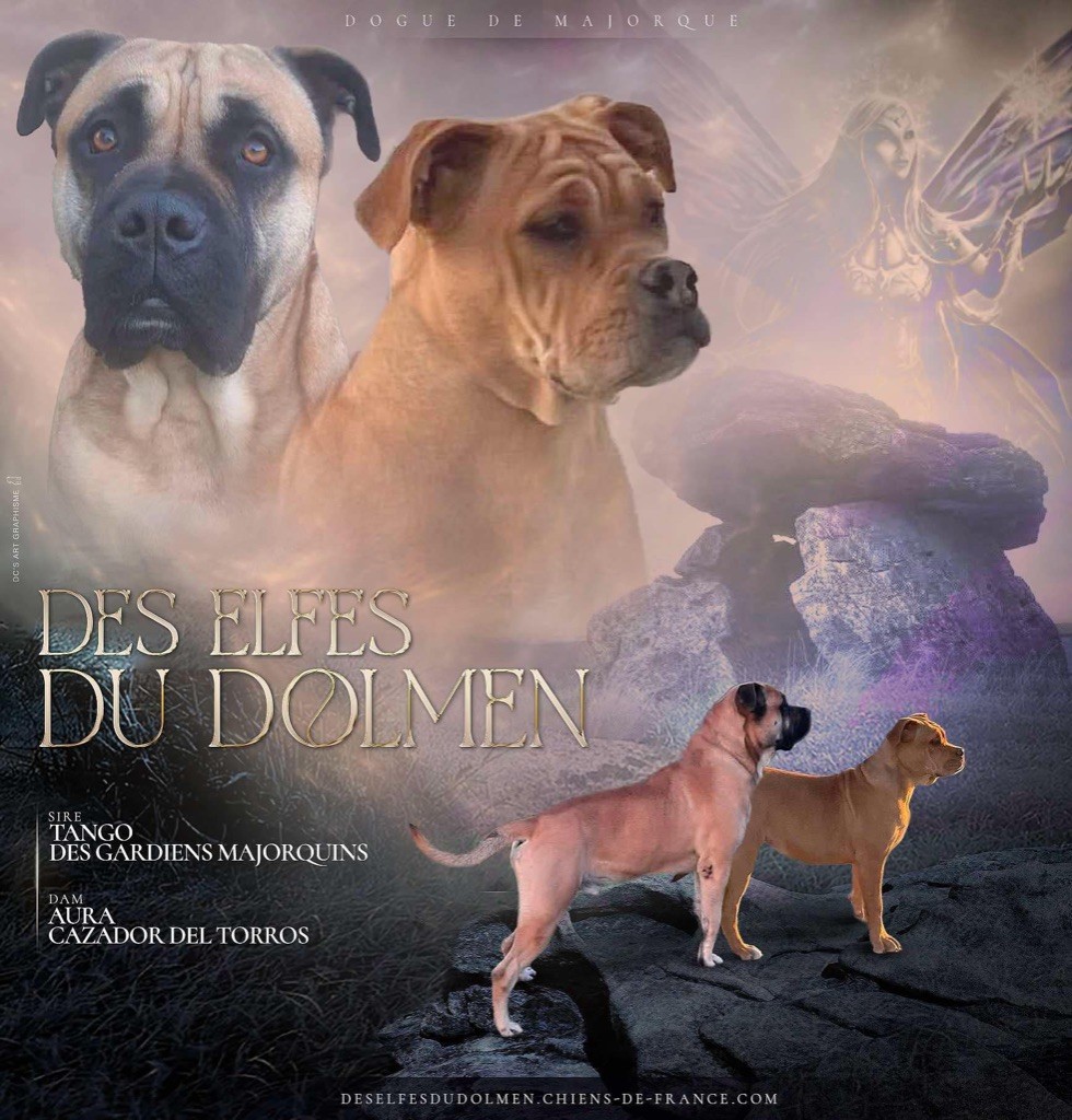 Chiot Dogue de Majorque des Elfes du Dolmen