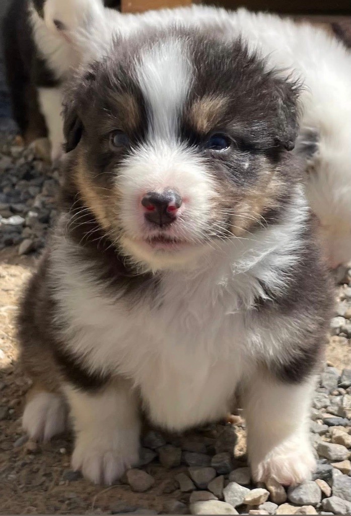 des Elfes du Dolmen - Chiots disponibles - Berger Australien