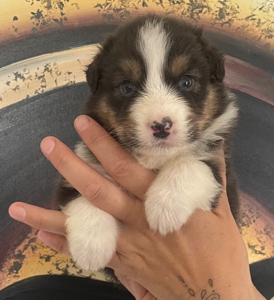 des Elfes du Dolmen - Chiots disponibles - Berger Australien