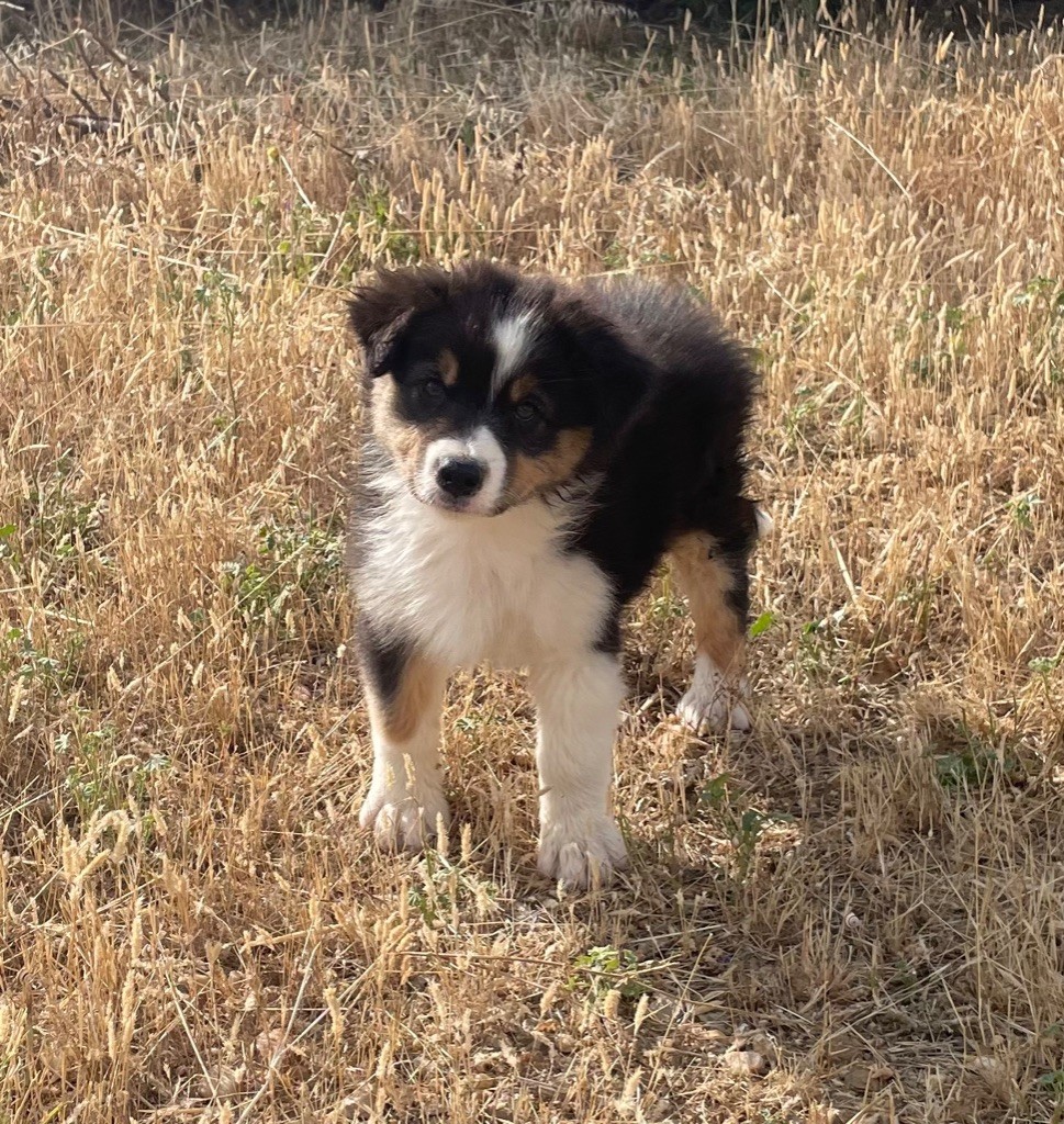 des Elfes du Dolmen - Chiots disponibles - Berger Australien