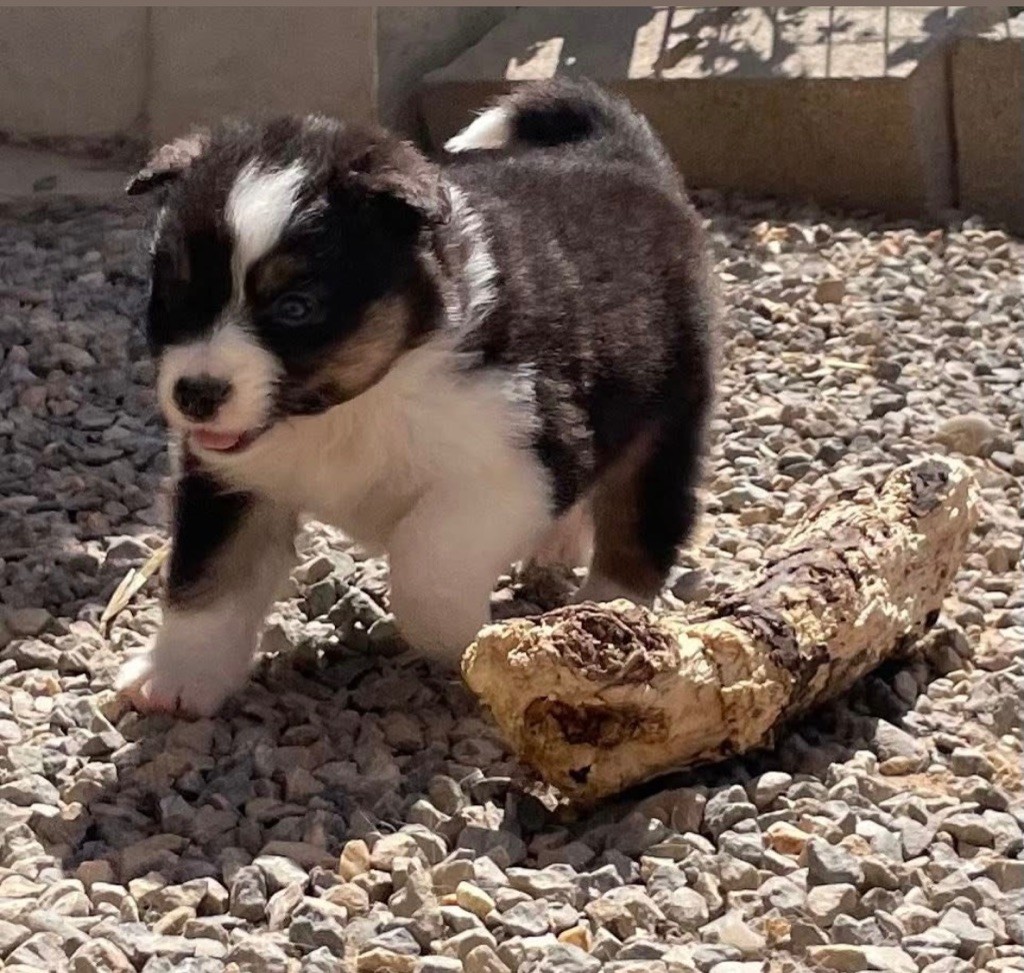 des Elfes du Dolmen - Chiots disponibles - Berger Australien