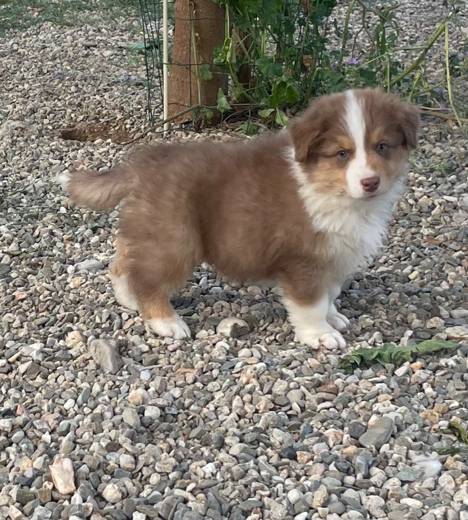 des Elfes du Dolmen - Chiots disponibles - Berger Australien