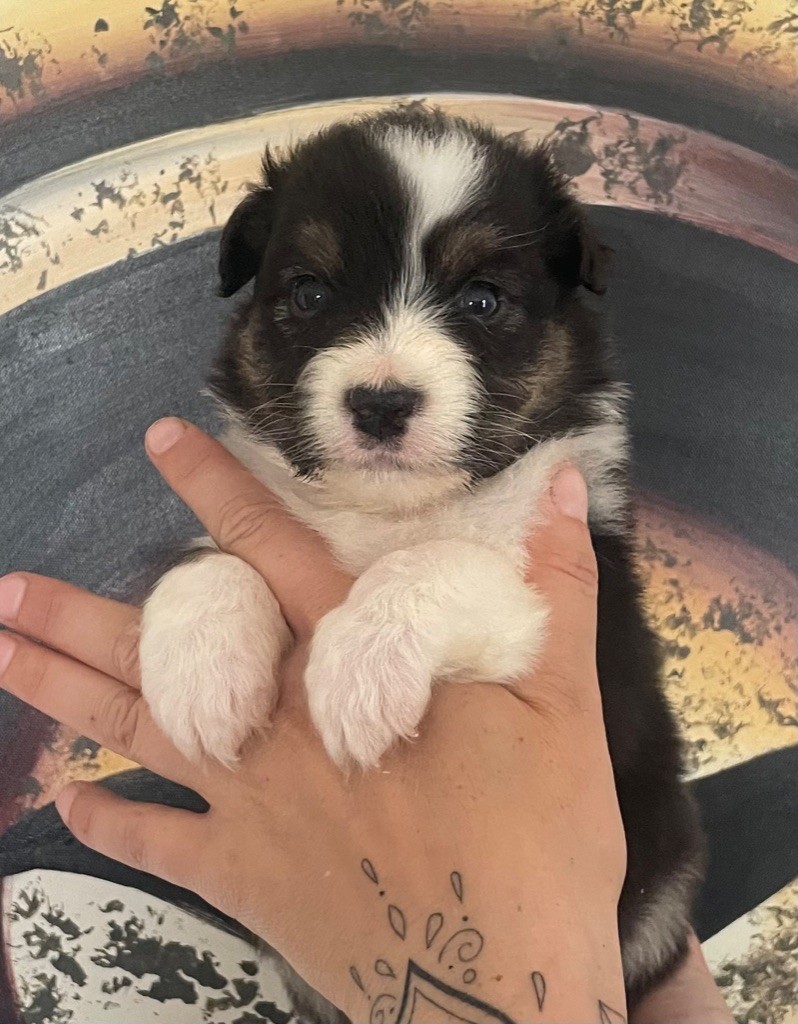 des Elfes du Dolmen - Chiots disponibles - Berger Australien