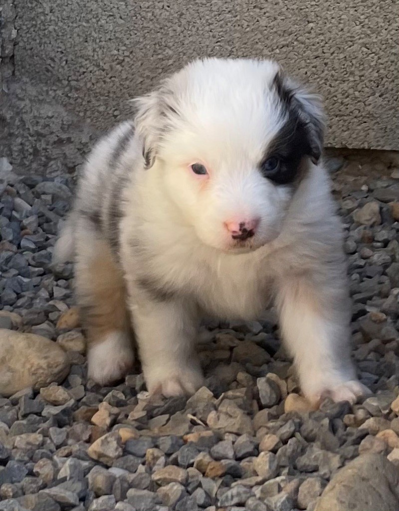des Elfes du Dolmen - Chiots disponibles - Berger Australien