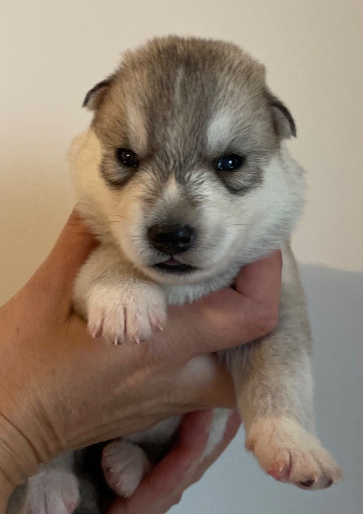 Ayla