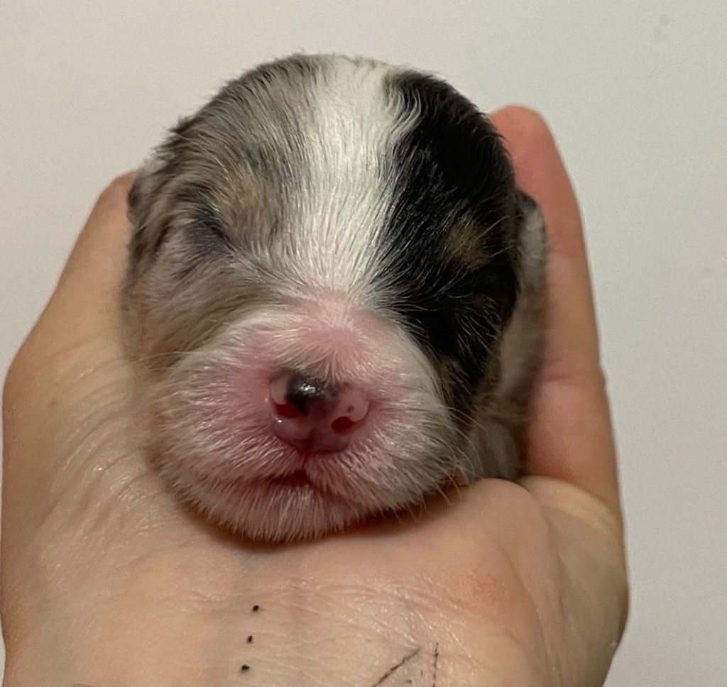 des Elfes du Dolmen - Chiots disponibles - Berger Australien