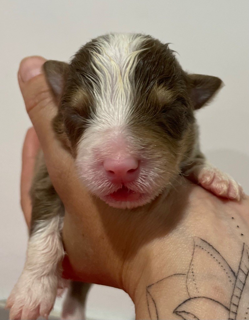 des Elfes du Dolmen - Chiots disponibles - Berger Australien