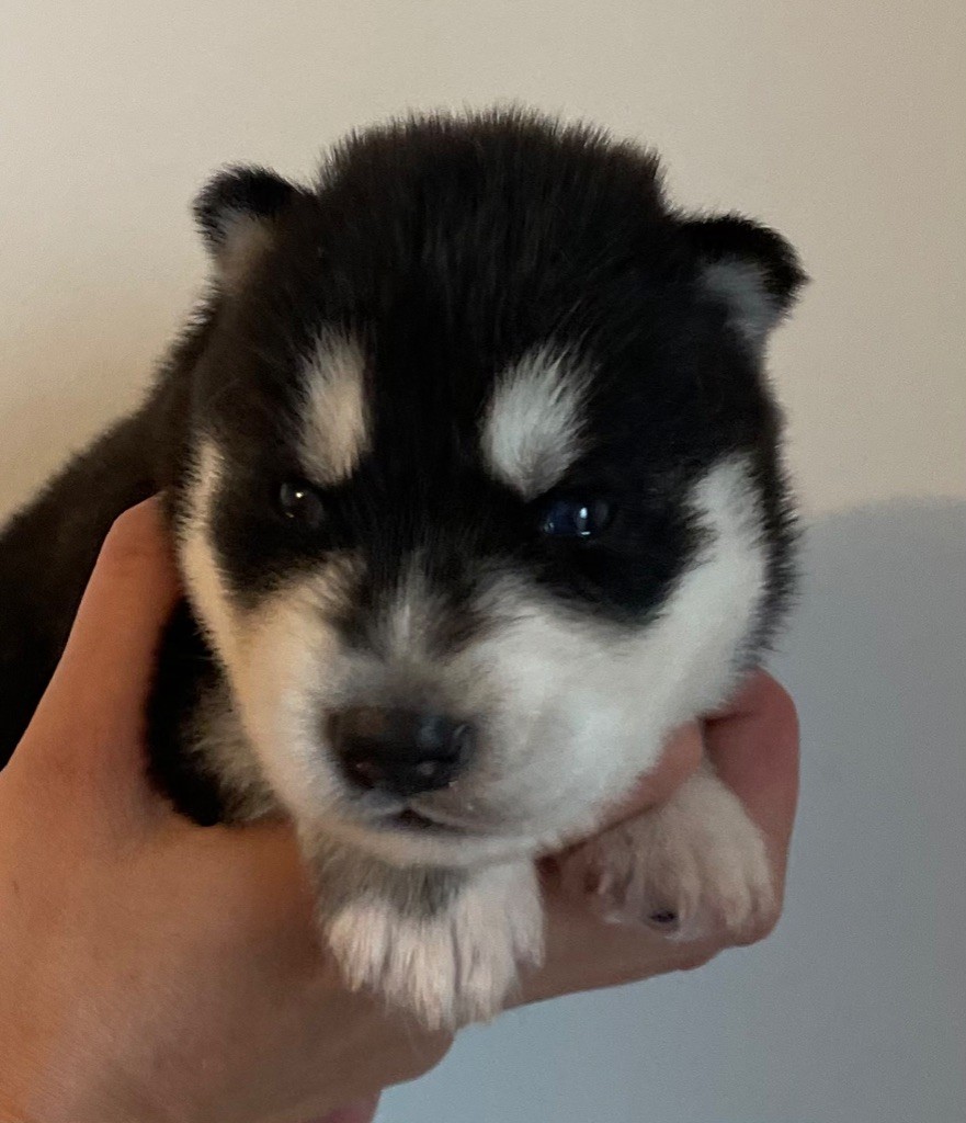 des Elfes du Dolmen - Chiots disponibles - Siberian Husky