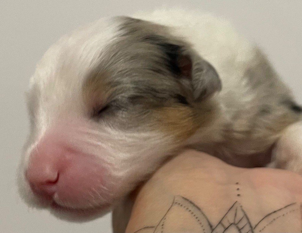 des Elfes du Dolmen - Chiots disponibles - Berger Australien