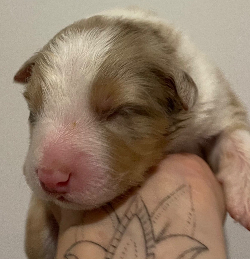 des Elfes du Dolmen - Chiots disponibles - Berger Australien
