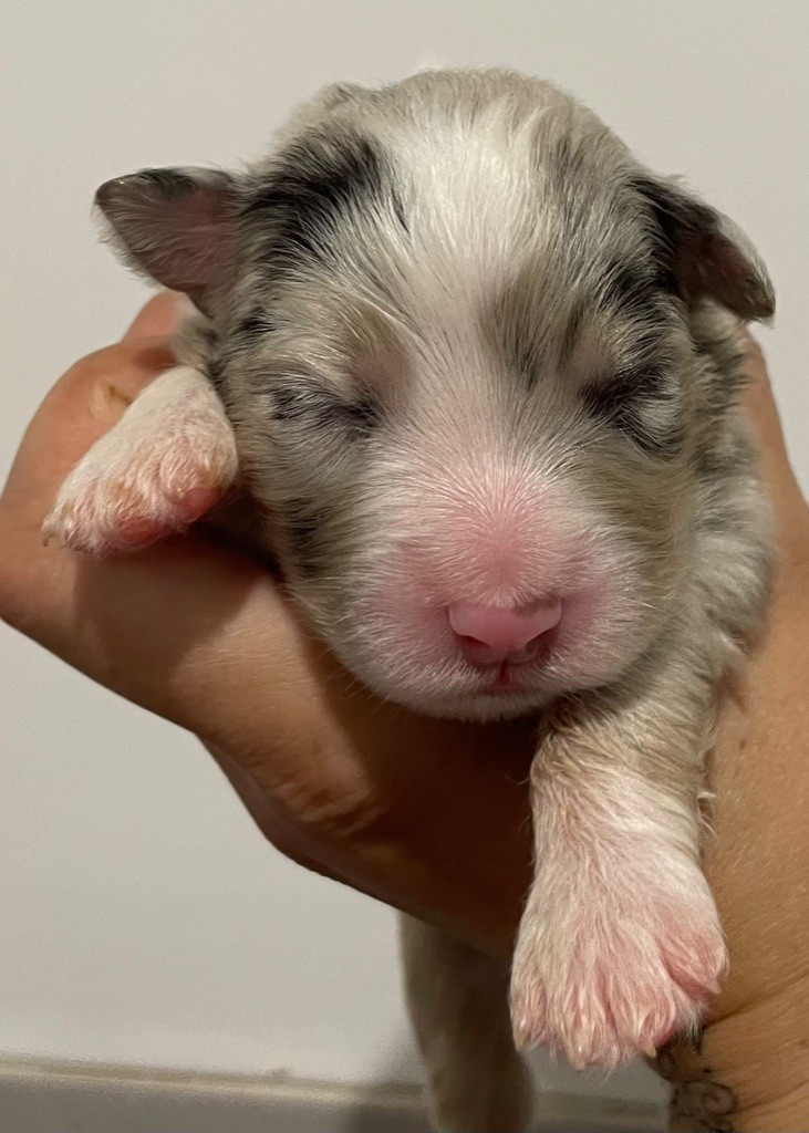 des Elfes du Dolmen - Chiots disponibles - Berger Australien
