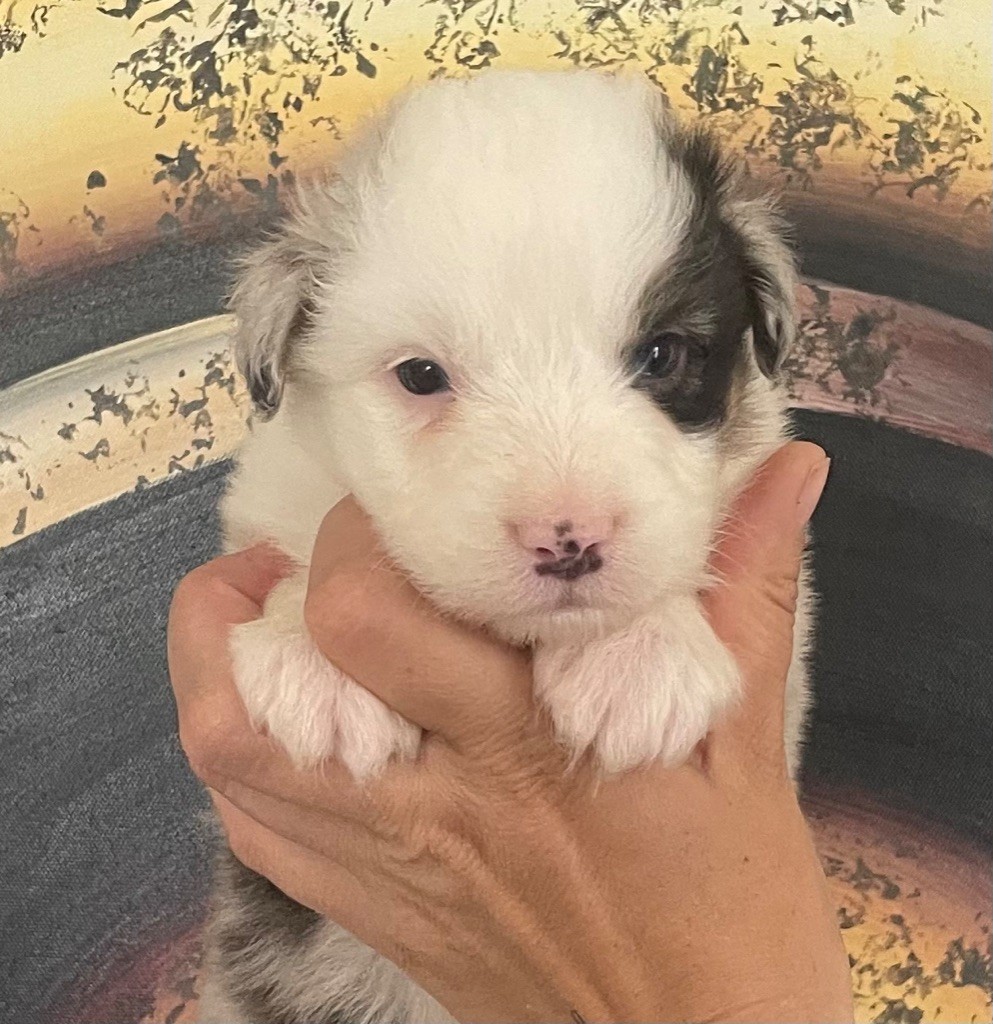 des Elfes du Dolmen - Chiots disponibles - Berger Australien