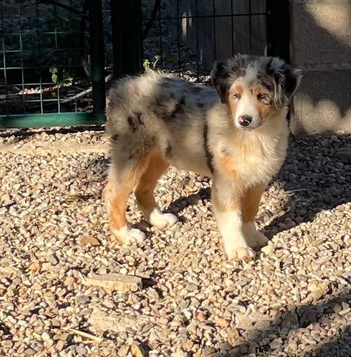 des Elfes du Dolmen - Chiots disponibles - Berger Australien