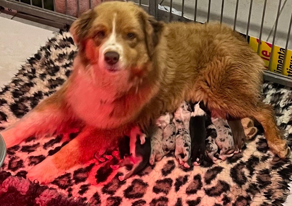 Chiot Berger Australien des Elfes du Dolmen
