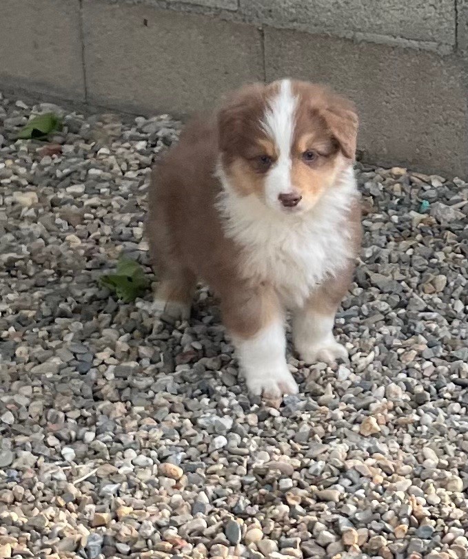 des Elfes du Dolmen - Chiots disponibles - Berger Australien