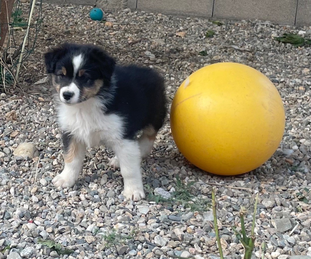 des Elfes du Dolmen - Chiots disponibles - Berger Australien
