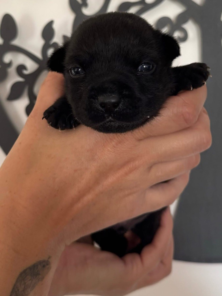 des Elfes du Dolmen - Chiots disponibles - Staffordshire Bull Terrier