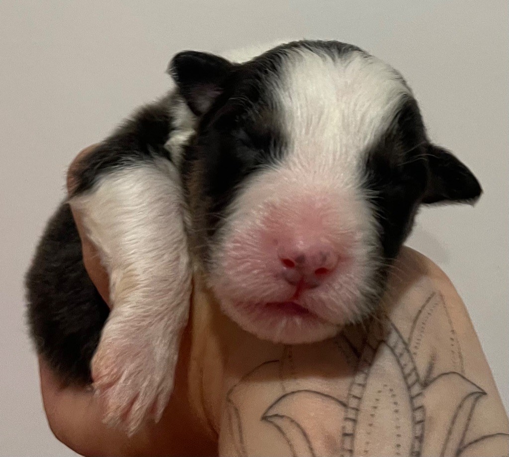 des Elfes du Dolmen - Chiots disponibles - Berger Australien