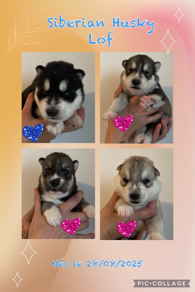 Chiot Siberian Husky des Elfes du Dolmen