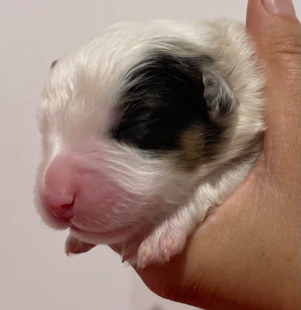 des Elfes du Dolmen - Chiots disponibles - Berger Australien