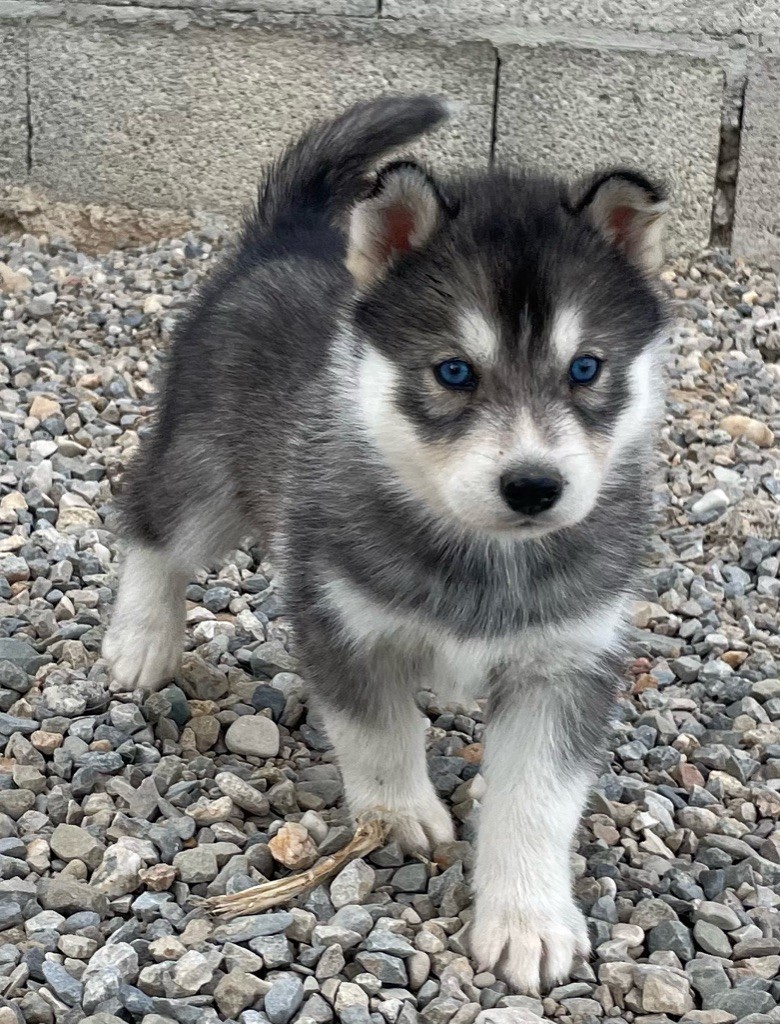 des Elfes du Dolmen - Chiots disponibles - Siberian Husky