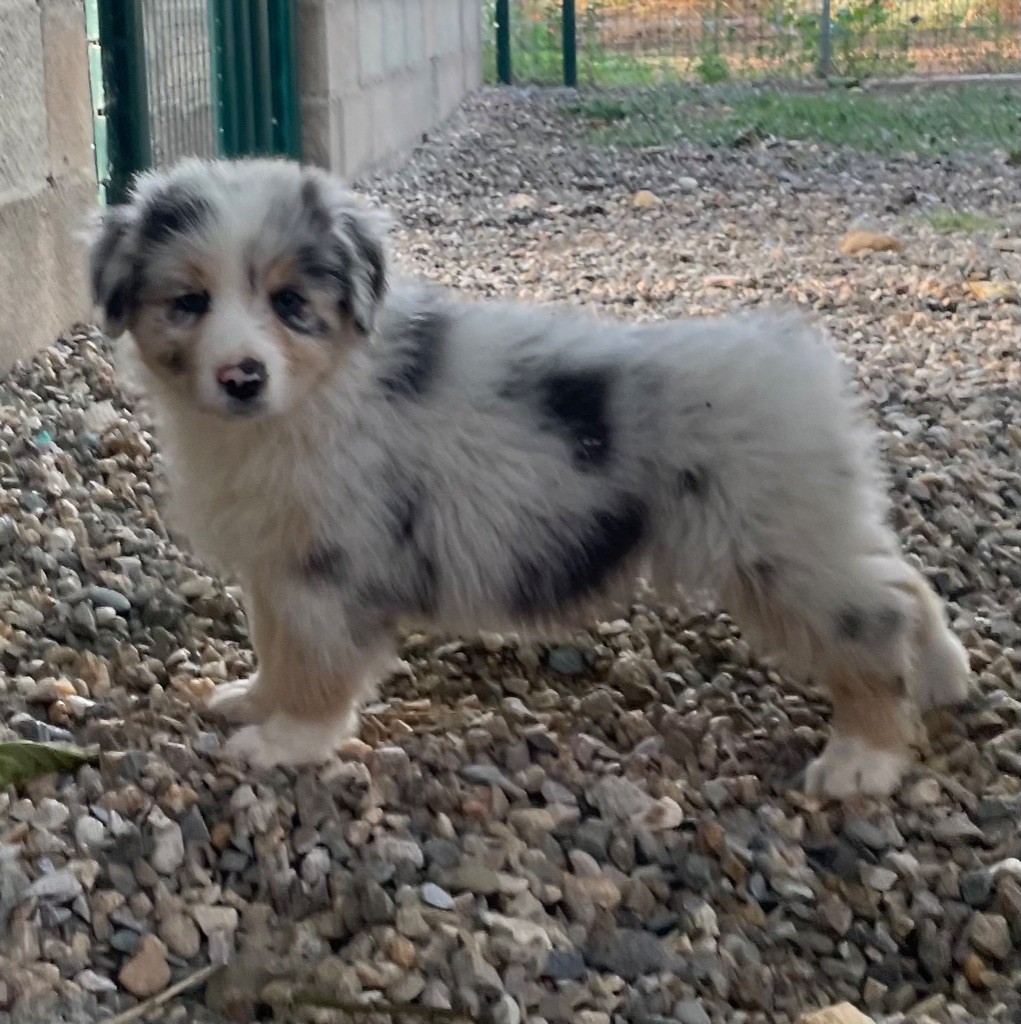 des Elfes du Dolmen - Chiots disponibles - Berger Australien
