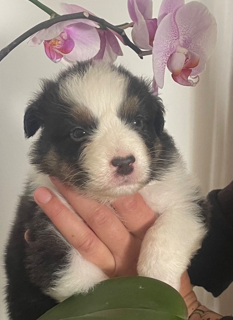 des Elfes du Dolmen - Chiots disponibles - Berger Australien
