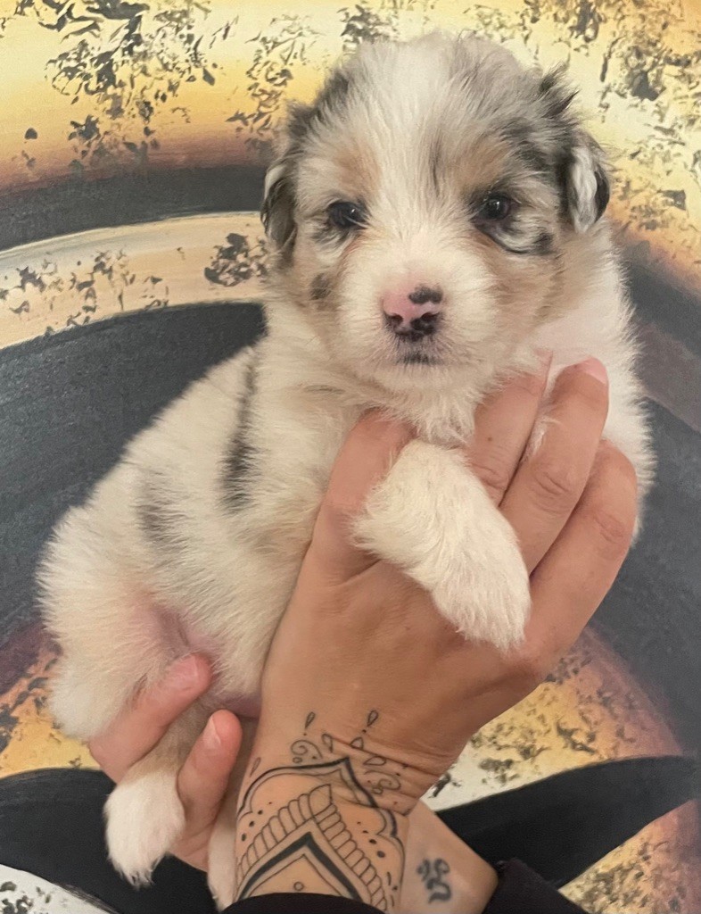 des Elfes du Dolmen - Chiots disponibles - Berger Australien