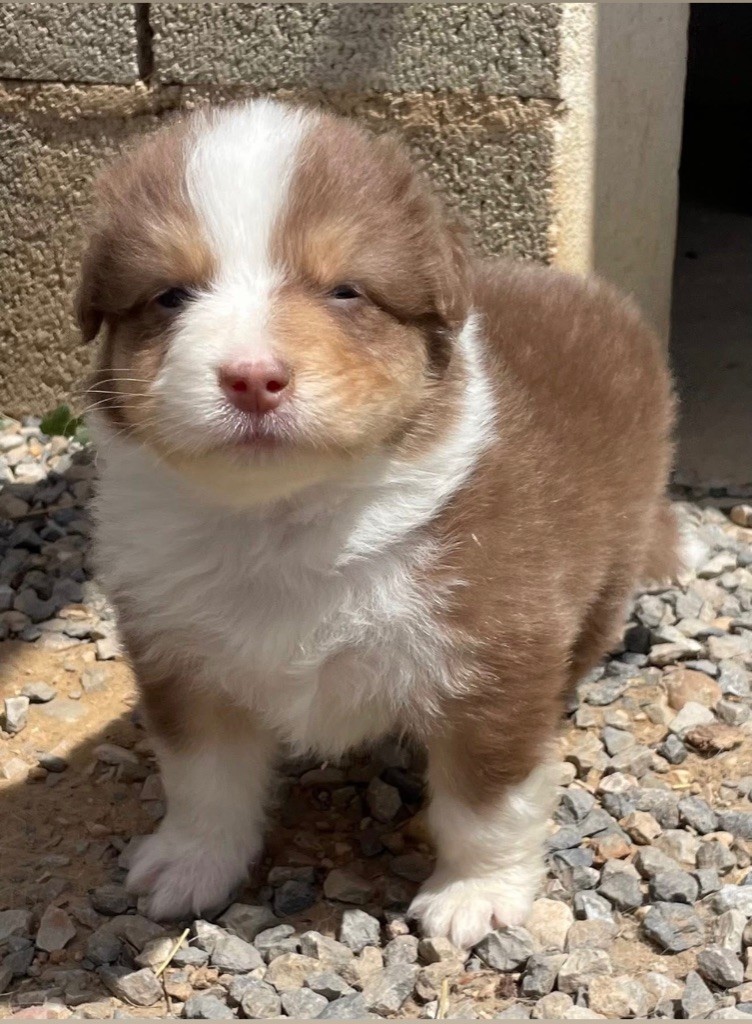 des Elfes du Dolmen - Chiots disponibles - Berger Australien
