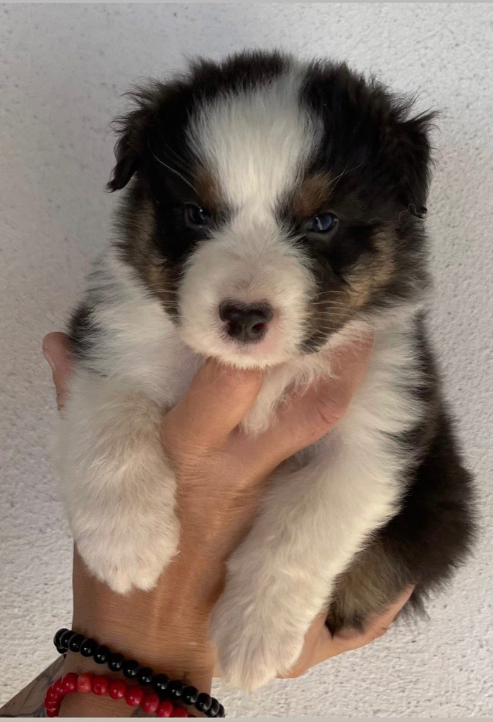 des Elfes du Dolmen - Chiots disponibles - Berger Australien