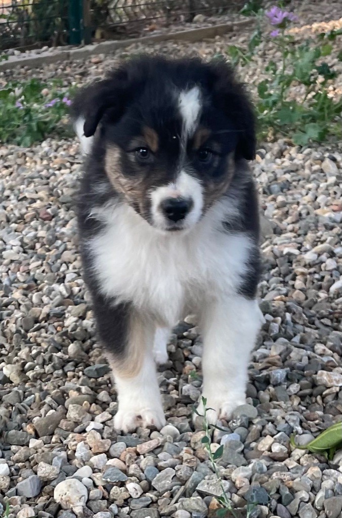 des Elfes du Dolmen - Chiots disponibles - Berger Australien