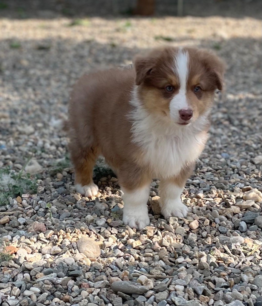 des Elfes du Dolmen - Chiots disponibles - Berger Australien