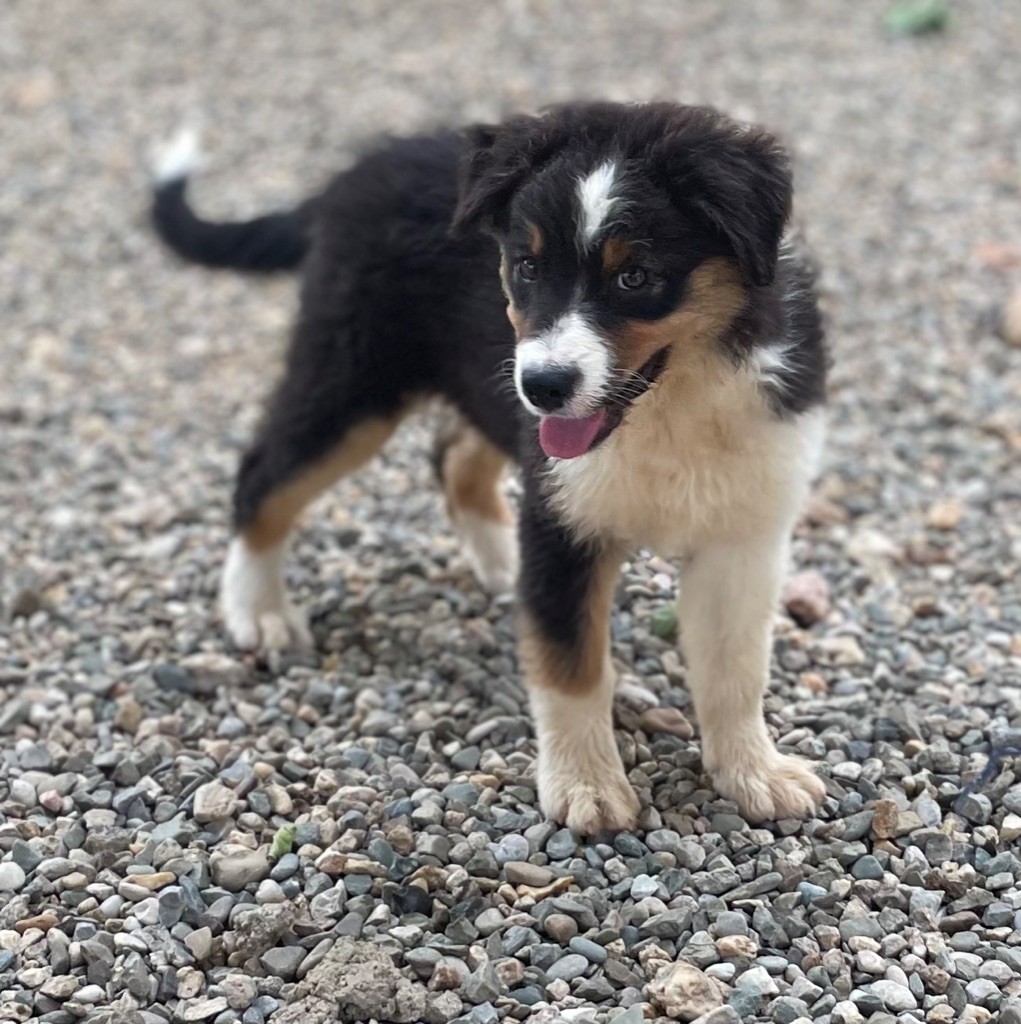 des Elfes du Dolmen - Chiots disponibles - Berger Australien